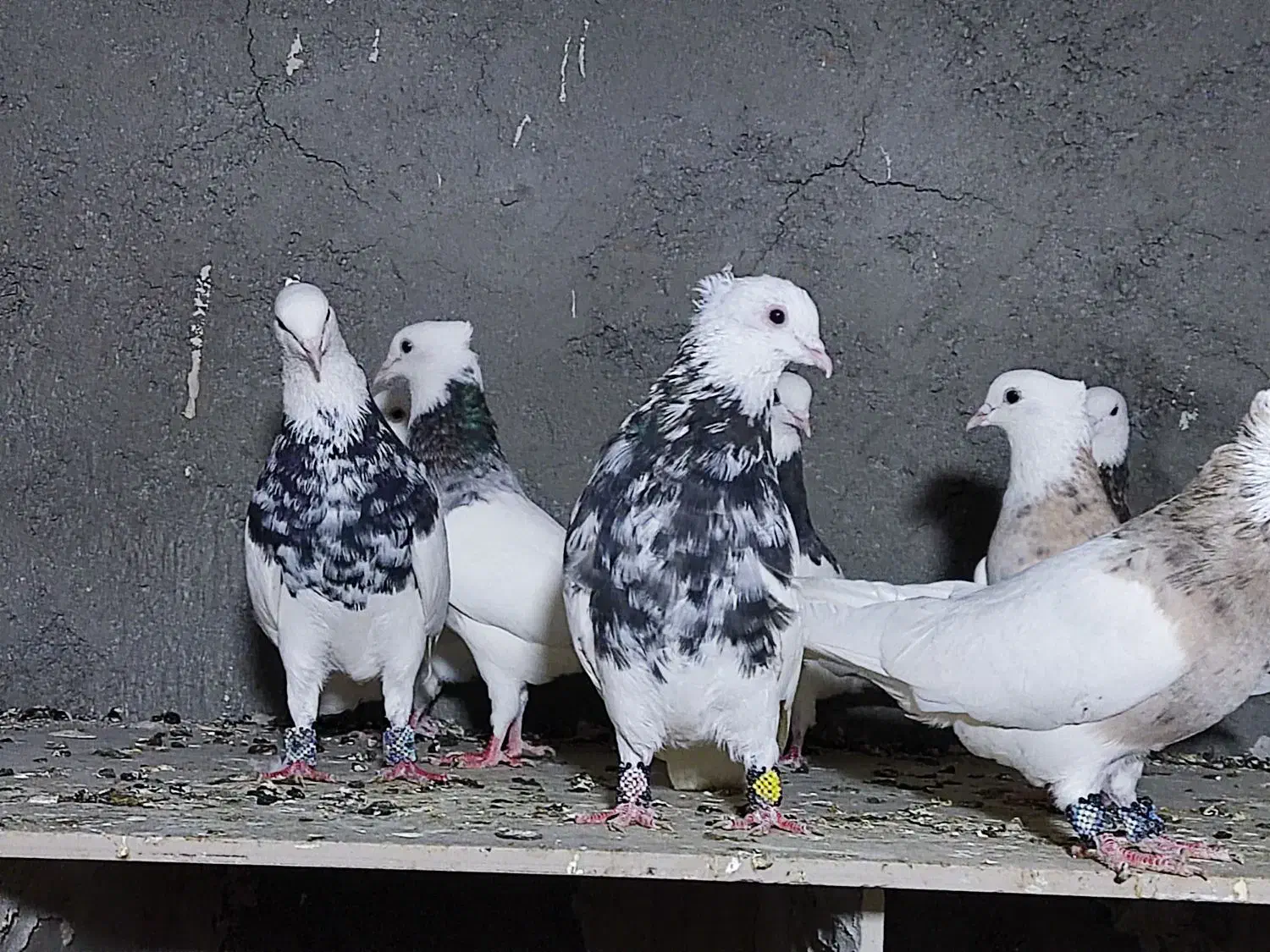 طوقی هفت رنگ عتیغه|پرنده|هامون, |دیوار