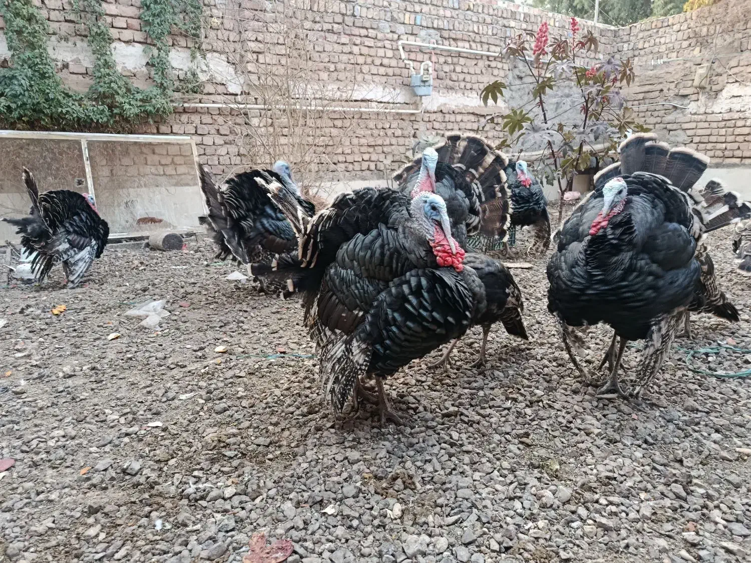 بوقلمون نر و ماده|حیوانات مزرعه|ساوه, |دیوار