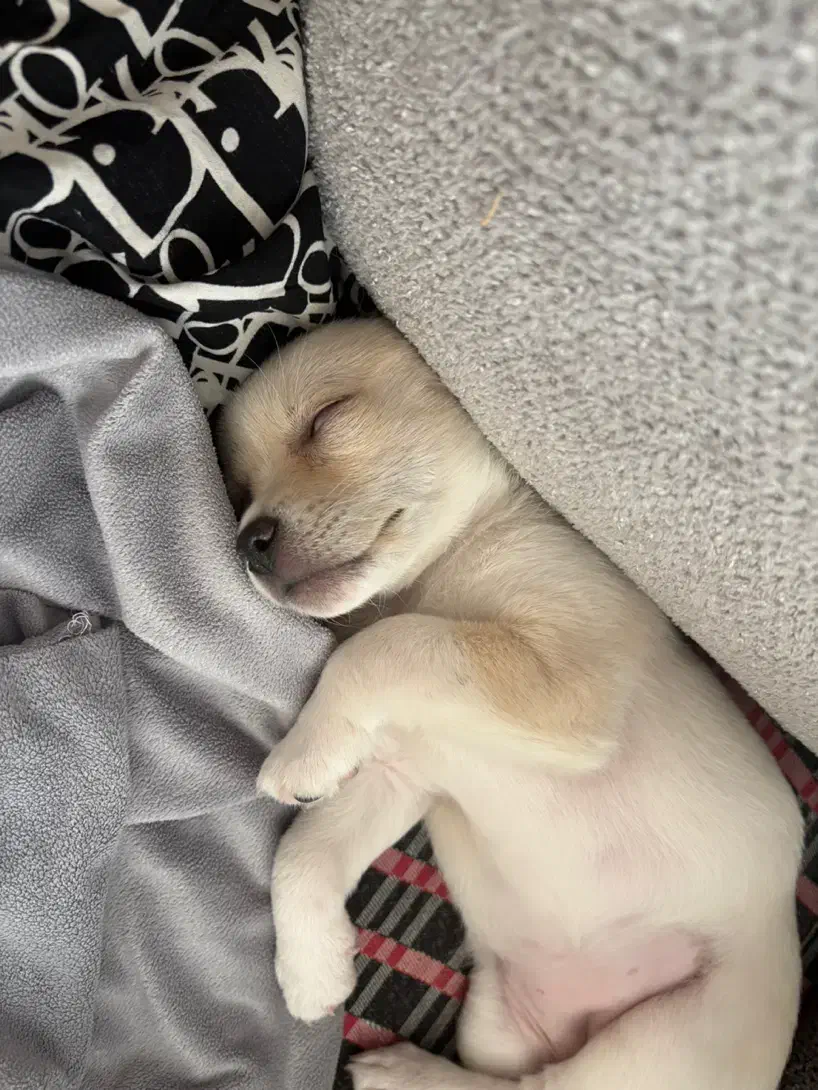 پامر اشپیتز وپیکینیز|سگ|مشهد, امیریه|دیوار