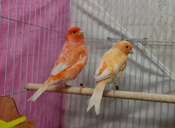 جفت قناری سرخ|پرنده|مشهد, چهنو|دیوار