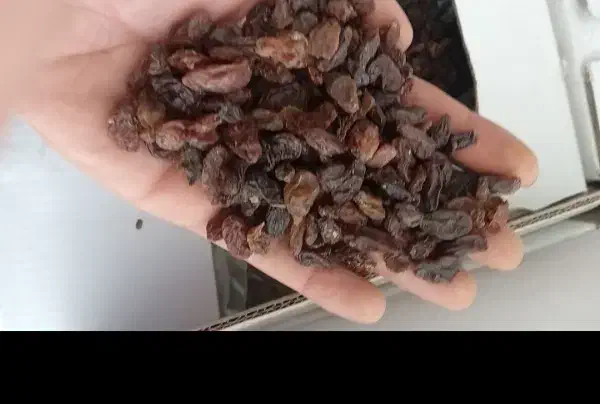 کشمش ابگیری و۰۰۰|خوردنی و آشامیدنی|کرمانشاه, |دیوار