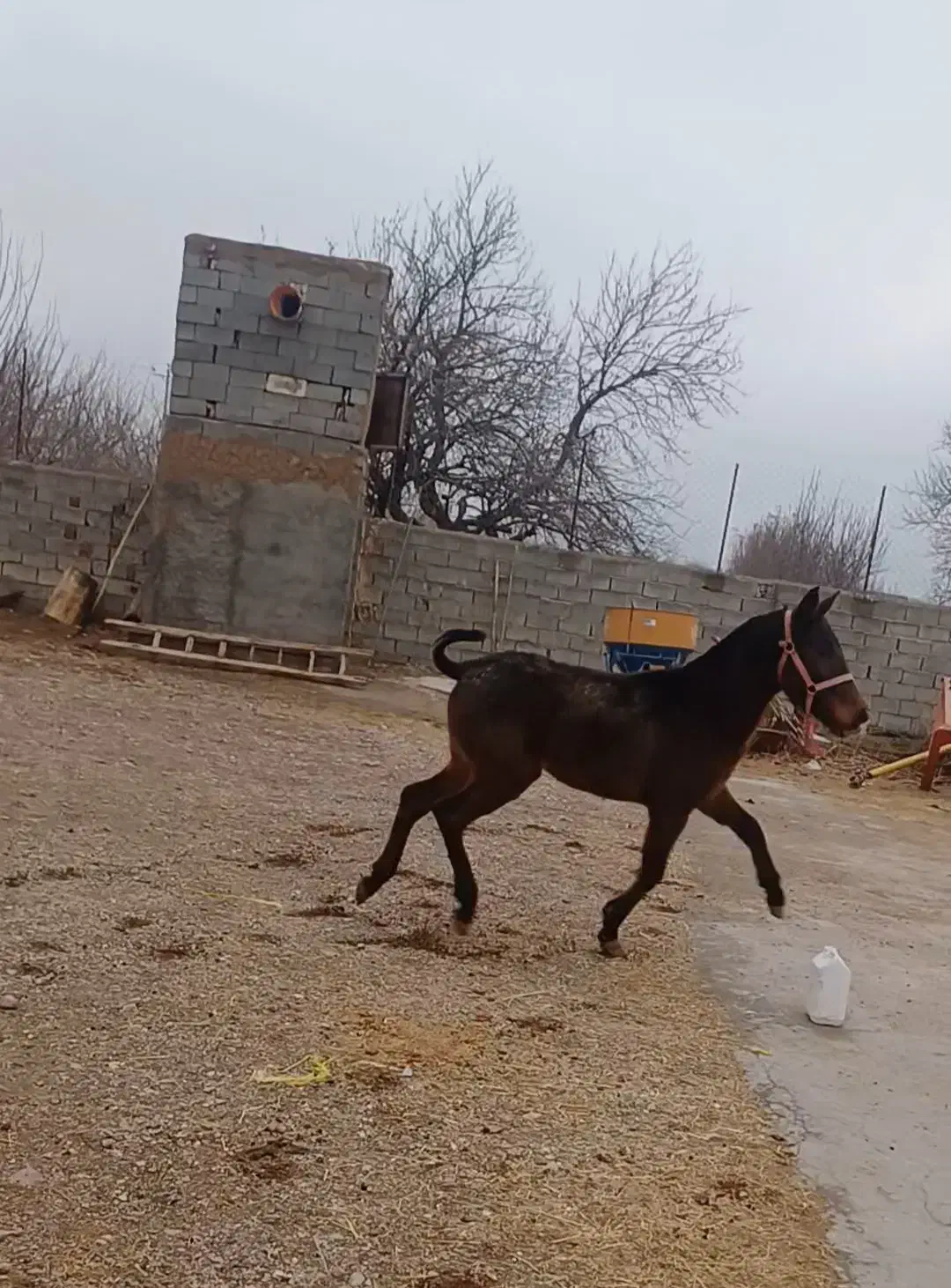 اسب|اسب و تجهیزات اسب‌سواری|باروق, |دیوار