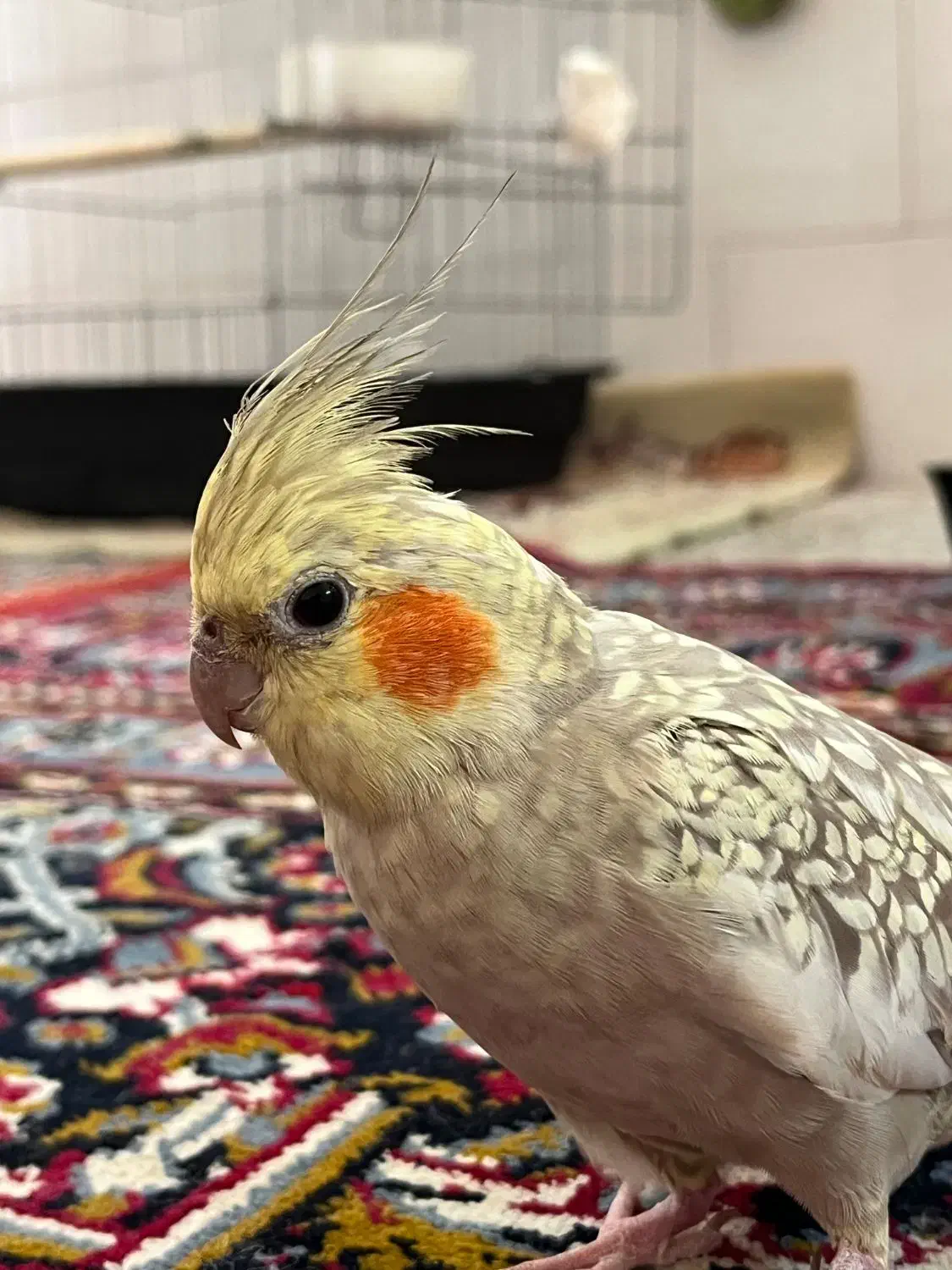 عروس هلندی|پرنده|سرپل ذهاب, |دیوار