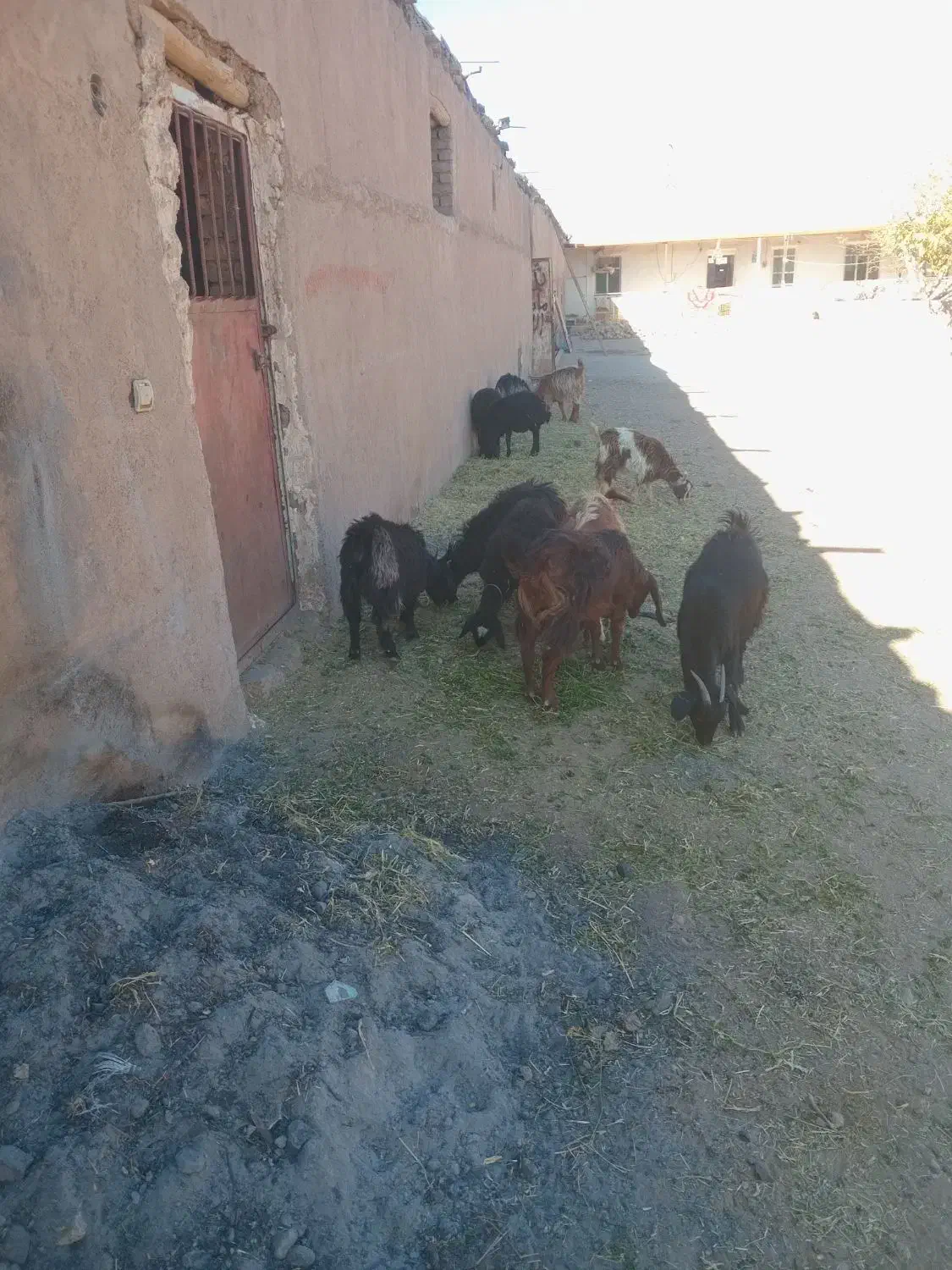 فروش بزغاله وبره|حیوانات مزرعه|تاکستان, |دیوار