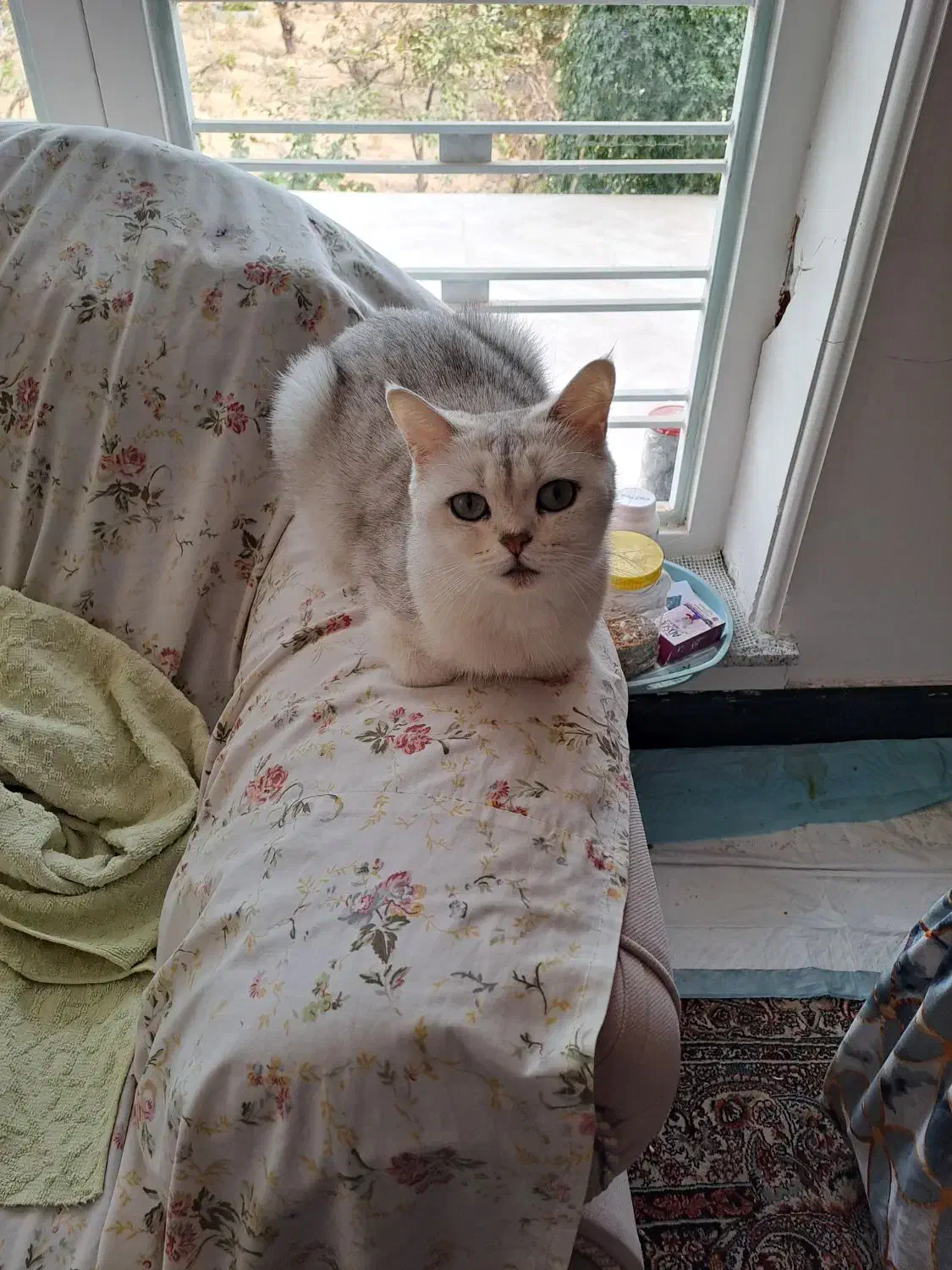 گربه بریتیش سیلورماده|گربه|شیراز, دوکوهک|دیوار