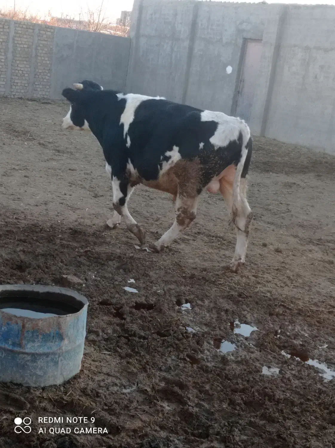 گوساله نر|حیوانات مزرعه|دشتابی, |دیوار