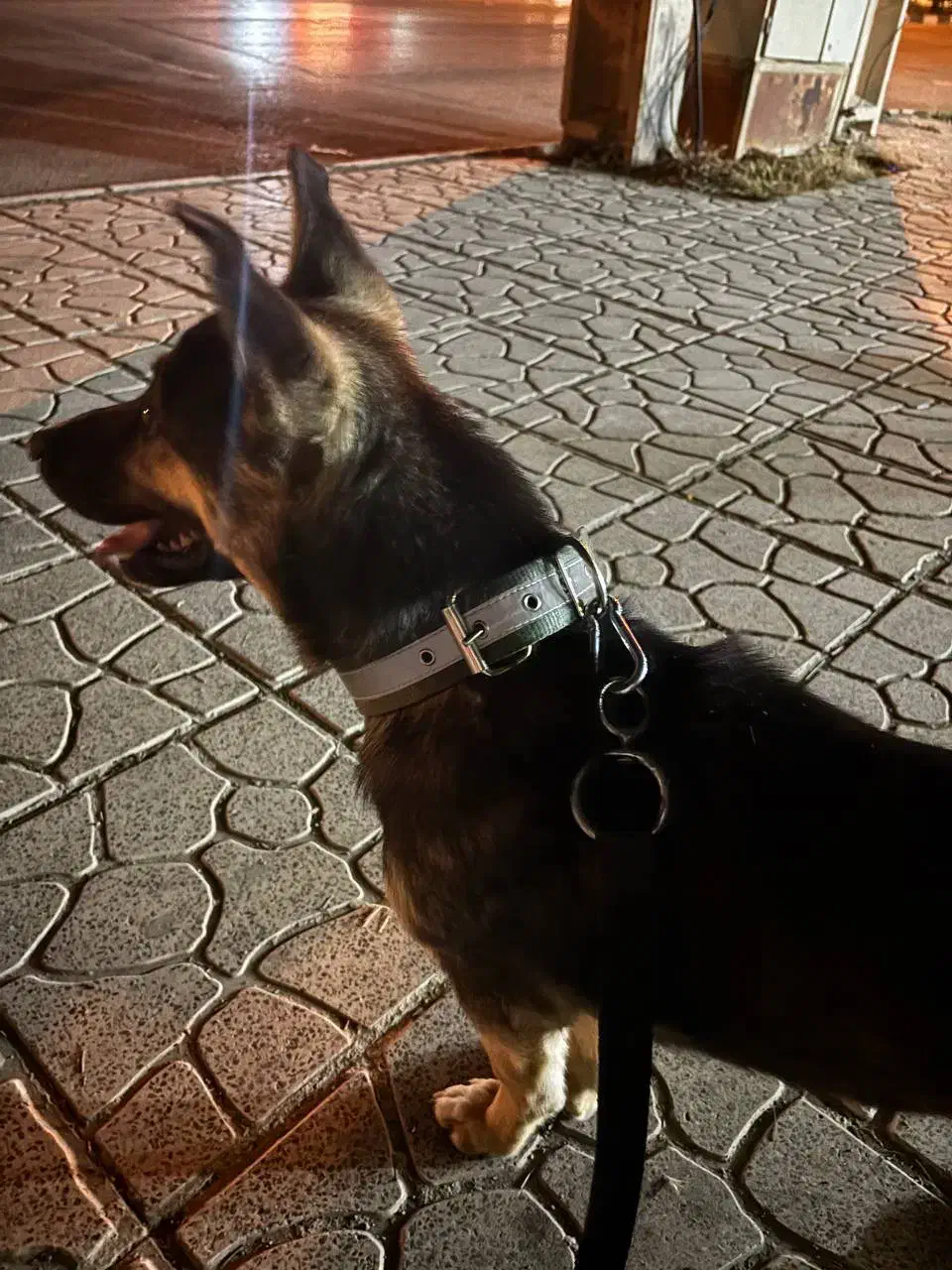 واگذاری رایگان|سگ|کرمانشاه, |دیوار