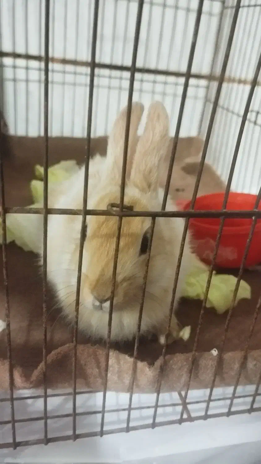 خرگوش|موش و خرگوش|پیر بکران, |دیوار