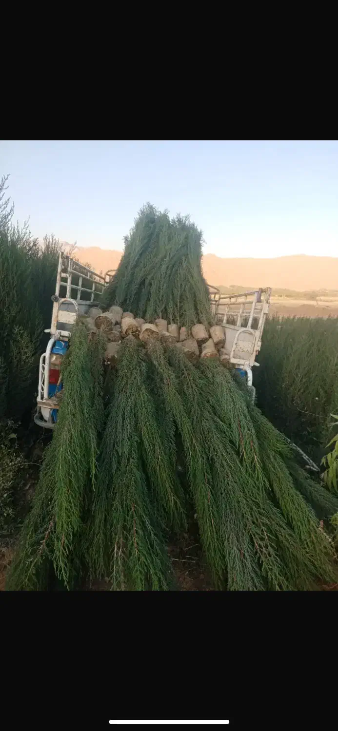 درخت و گل|خدمات باغبانی و درختکاری|شیراز, شهرک مهدیه|دیوار