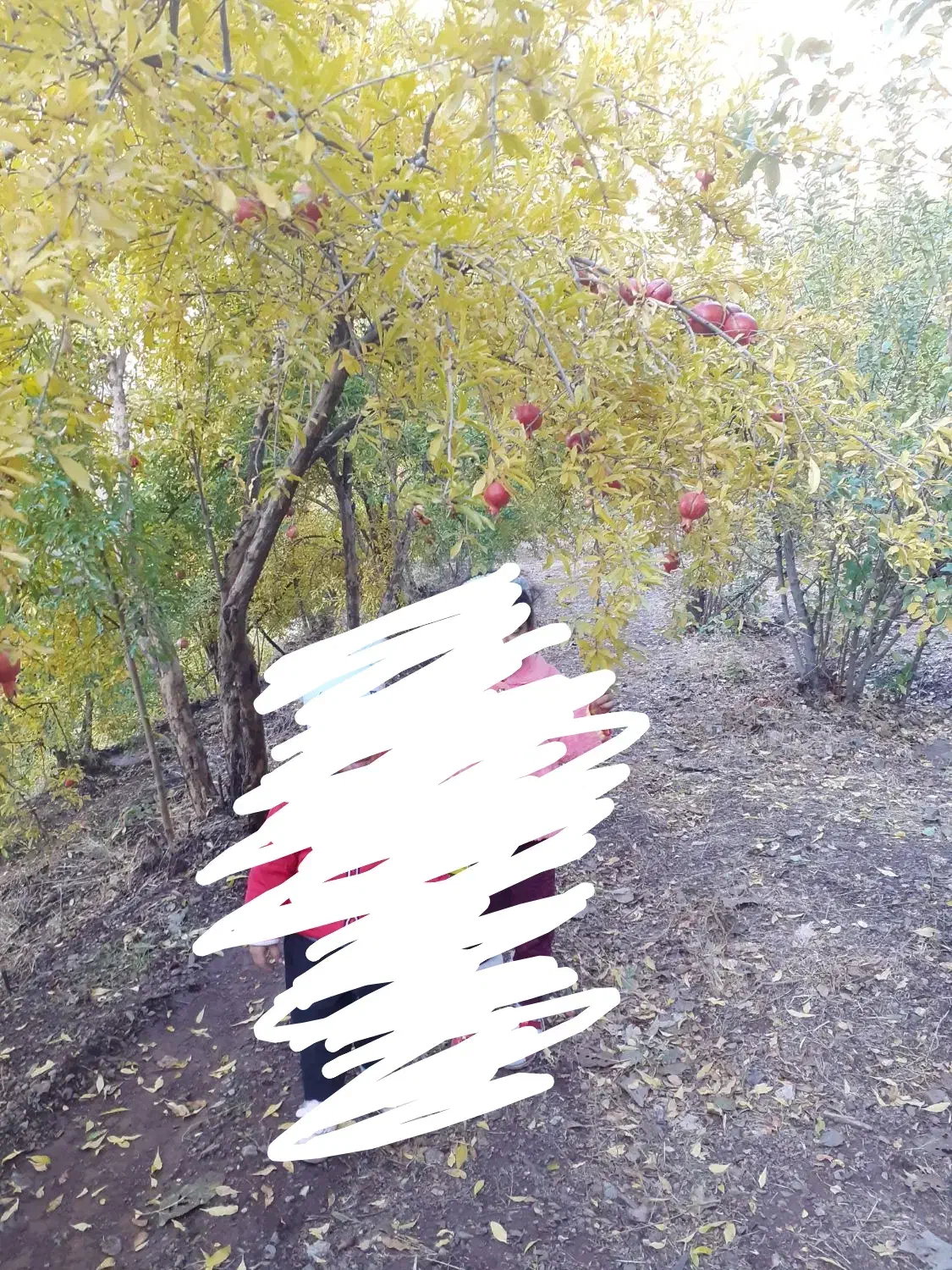 باغ انار|فروش زمین و ملک کلنگی|نوسود, |دیوار