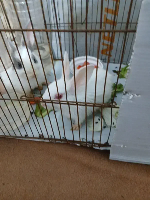 دوعددخرگوش|موش و خرگوش|آبادان, |دیوار