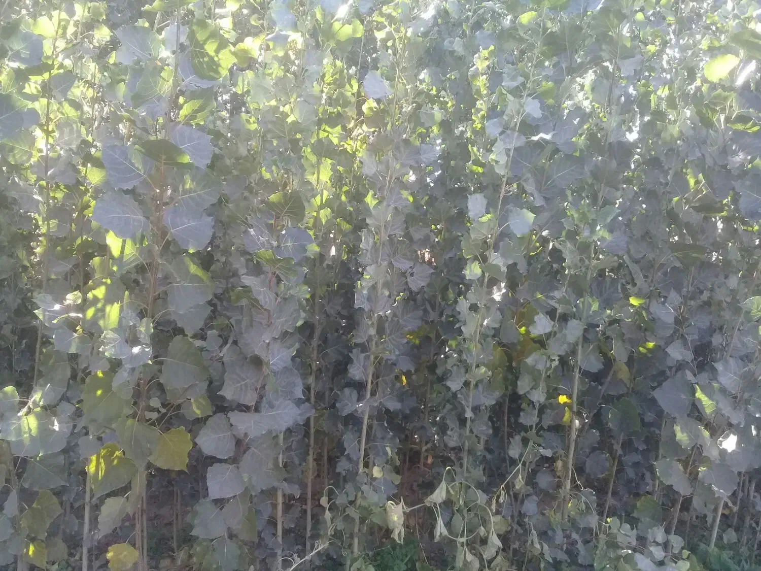 فروش نهال صنوبر|گل و گیاه طبیعی|مشگین شهر, |دیوار