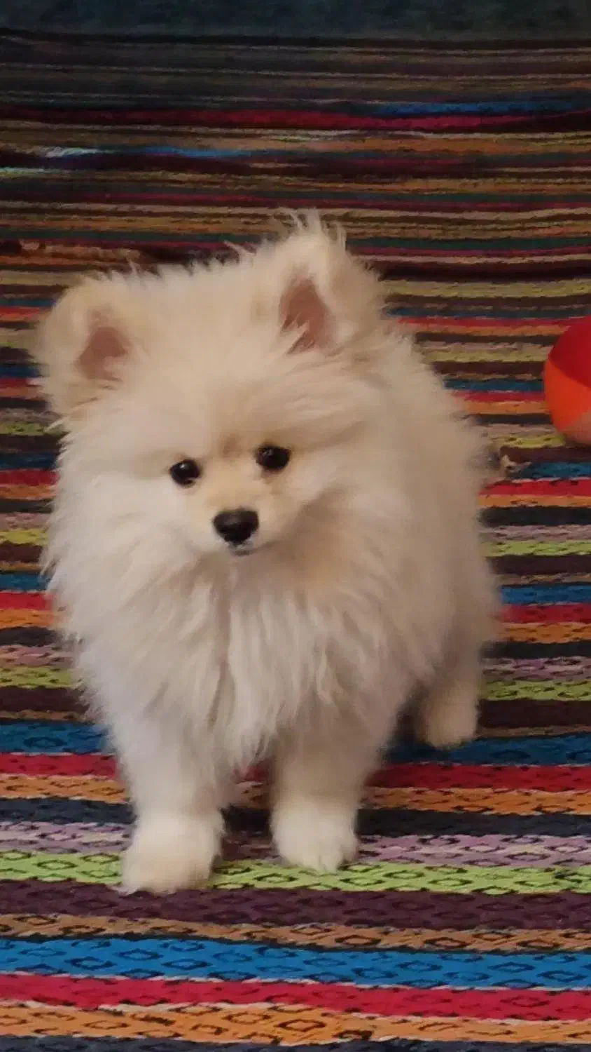 سگ پامرین|سگ|امیدیه, |دیوار