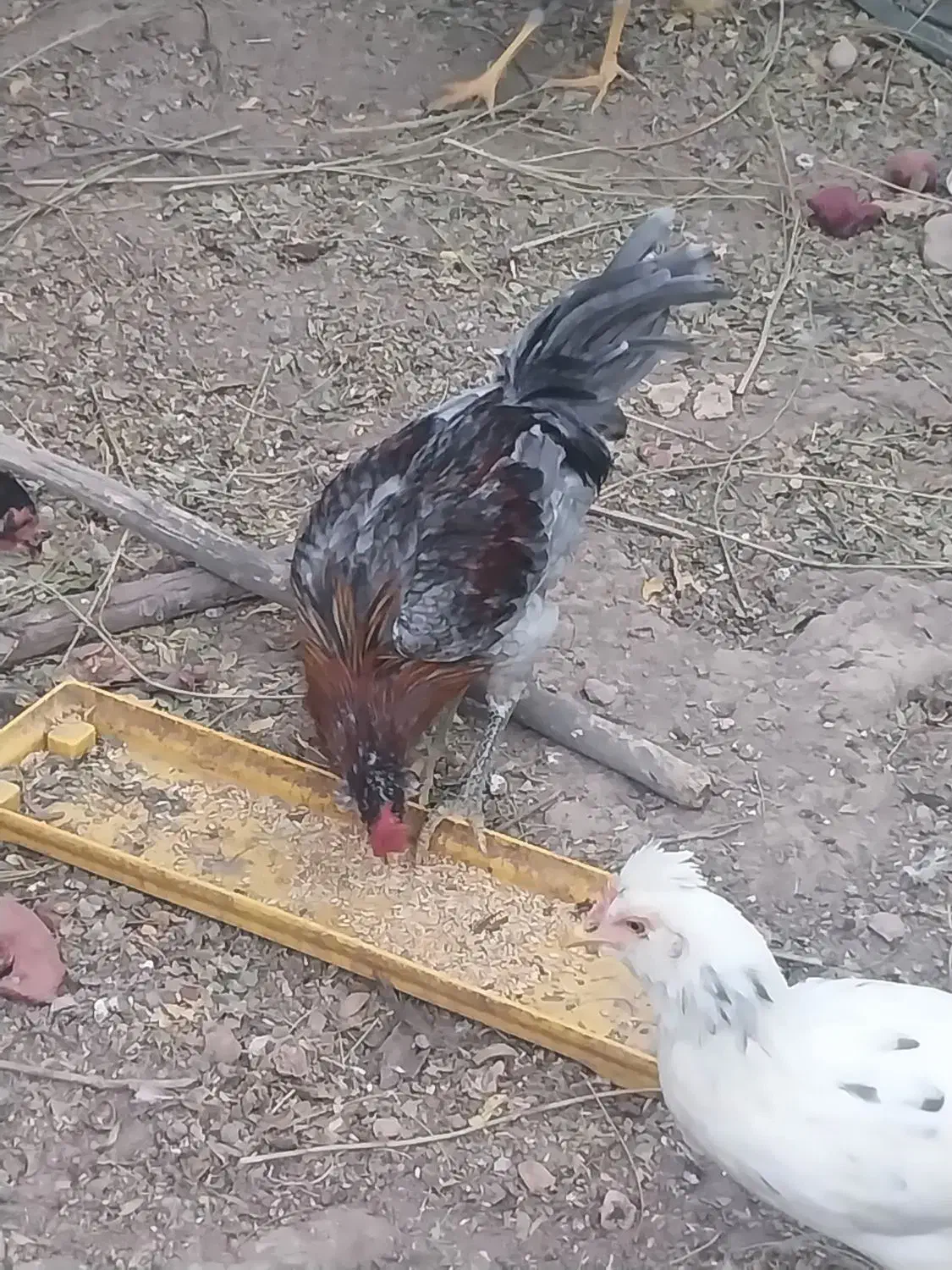 مرغ لاری وگلین|حیوانات مزرعه|پاکدشت, پاکدشت (مامازند)|دیوار