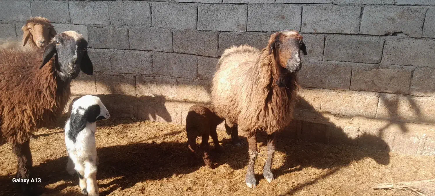 گوسفند با بره نر وماده شادگان|حیوانات مزرعه|شادگان, |دیوار