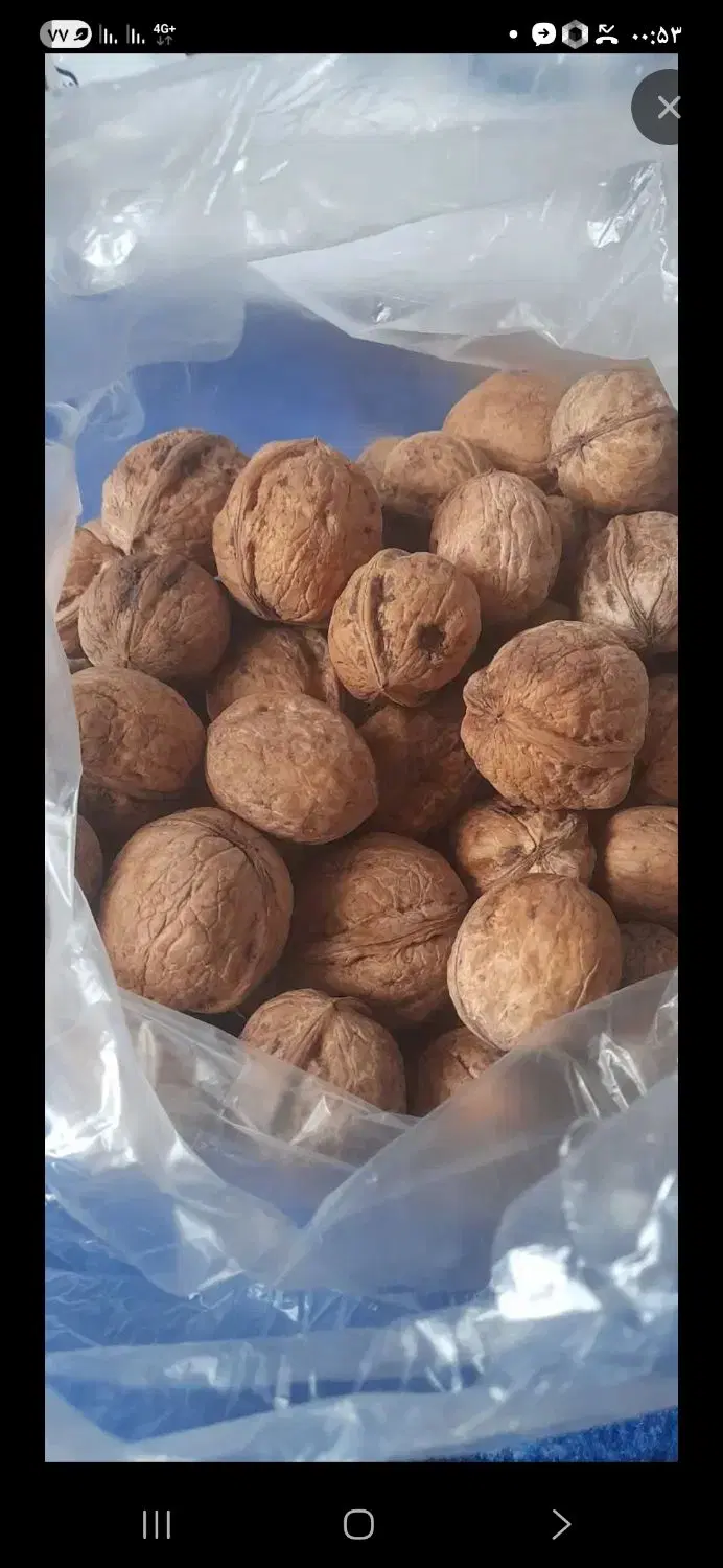 گردو|خوردنی و آشامیدنی|نوبران, |دیوار