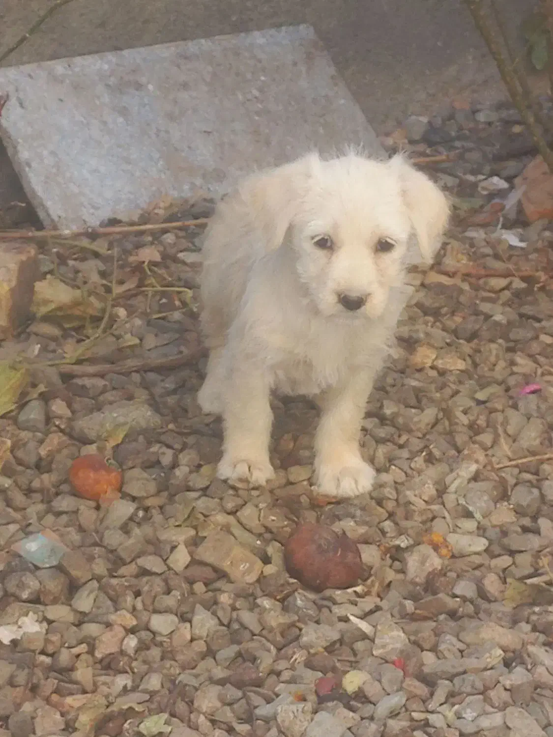 سگ پاپی|سگ|تربتحیدریه, کلاته توکلی|دیوار