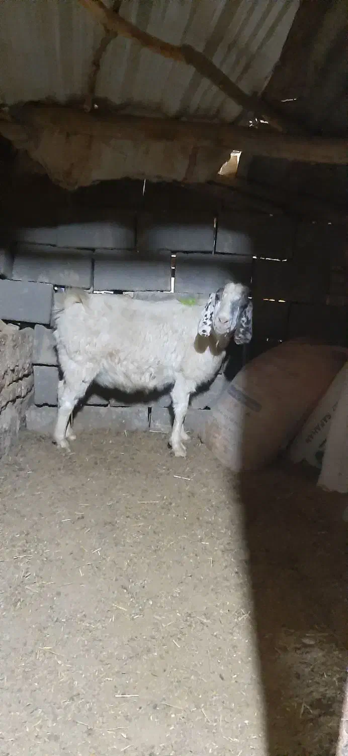 بزاوست|حیوانات مزرعه|تربت جام, جامرود|دیوار