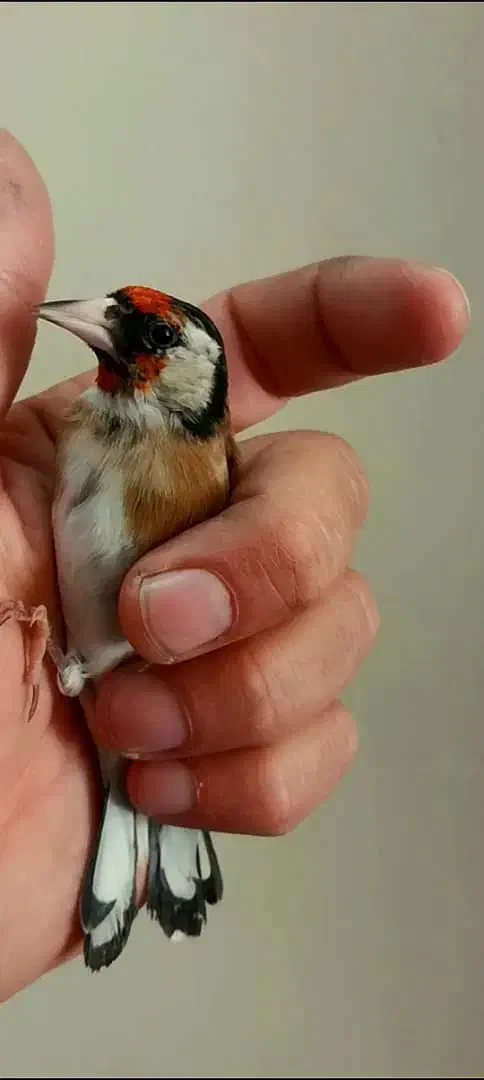 سهره سیاهسر|پرنده|تهران, دربند|دیوار