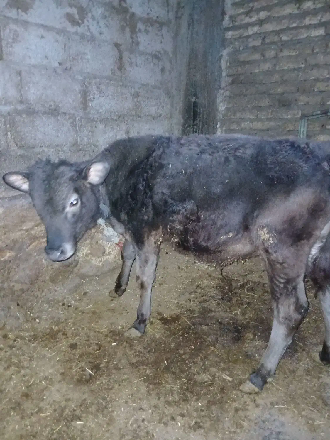 یک راس گوساله نر|حیوانات مزرعه|اهر, |دیوار