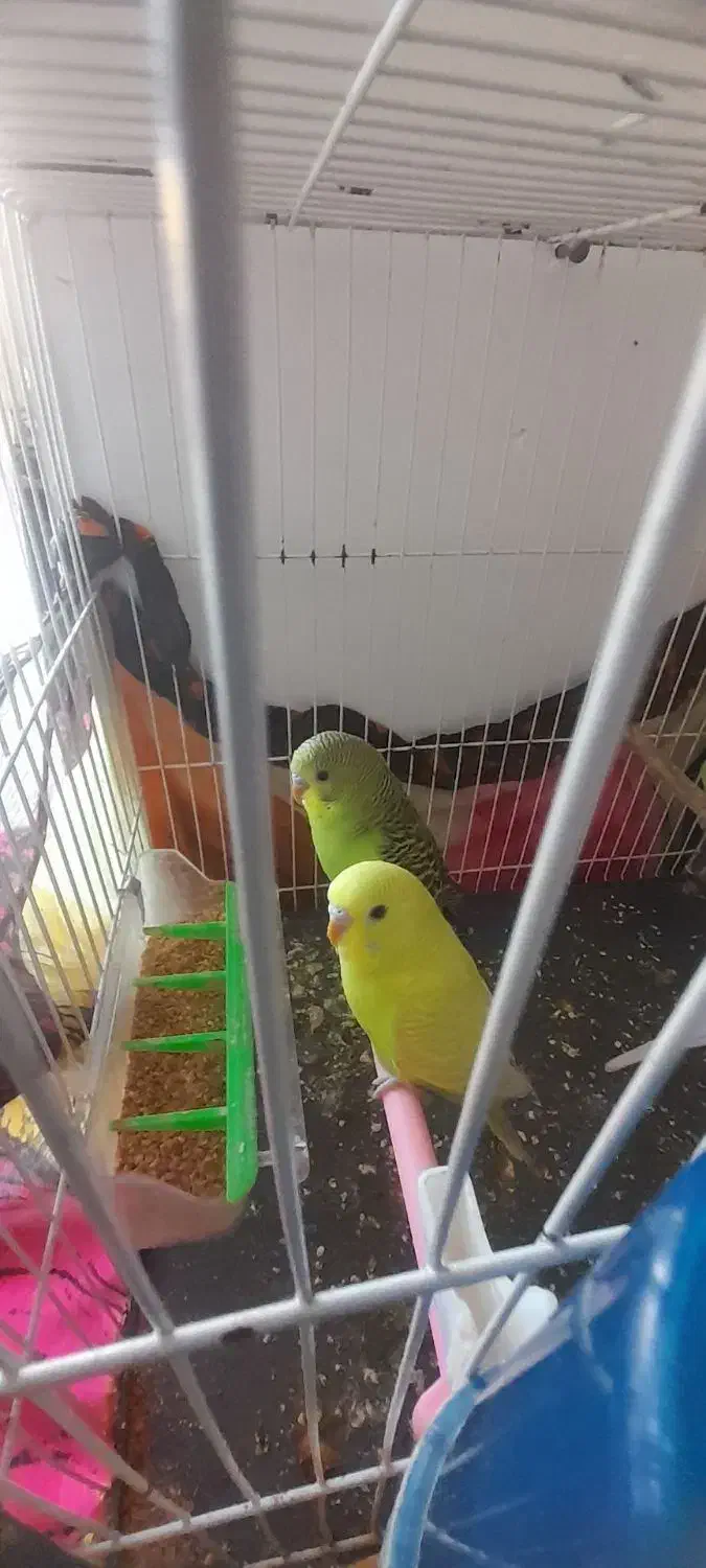 جفت مرغ عشق|پرنده|چناران, |دیوار