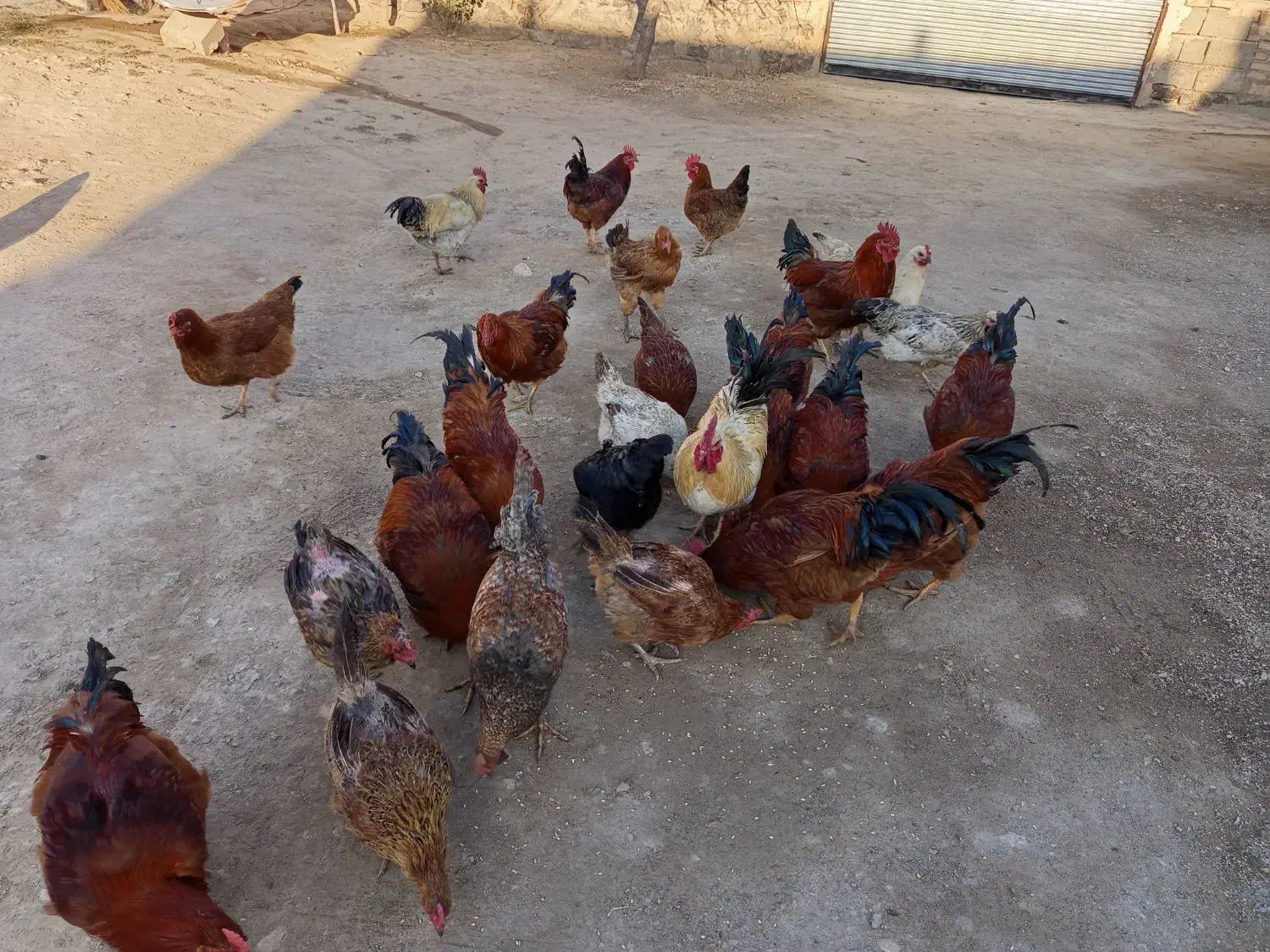 خروس محلی|حیوانات مزرعه|قره قوین, |دیوار