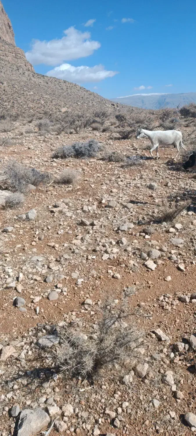 چپش بز|حیوانات مزرعه|درودزن, |دیوار