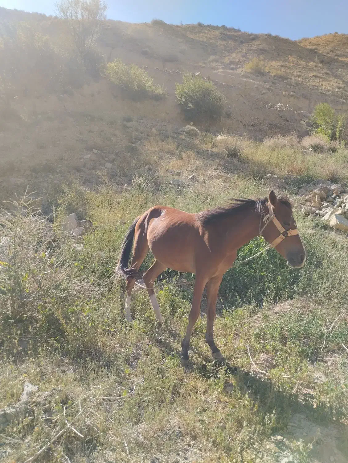 اسب|اسب و تجهیزات اسبسواری|نیشابور, بار|دیوار