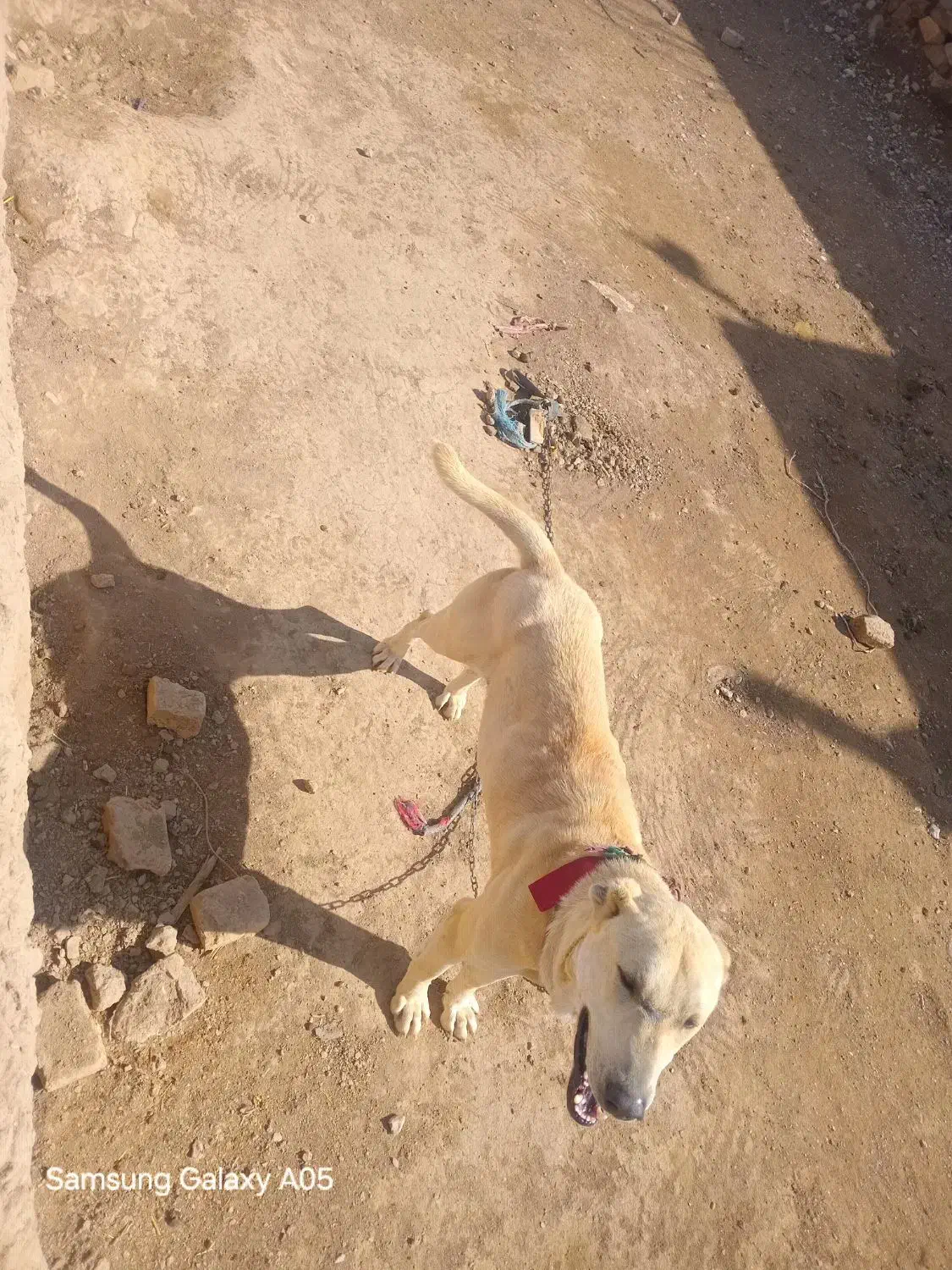 سگ افغانی|سگ|چناران, |دیوار