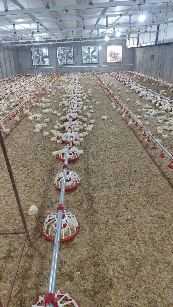 نصاب و تجهیز سالن پرورش مرغ ، بوقلمون|ماشینآلات صنعتی|بیرجند, |دیوار