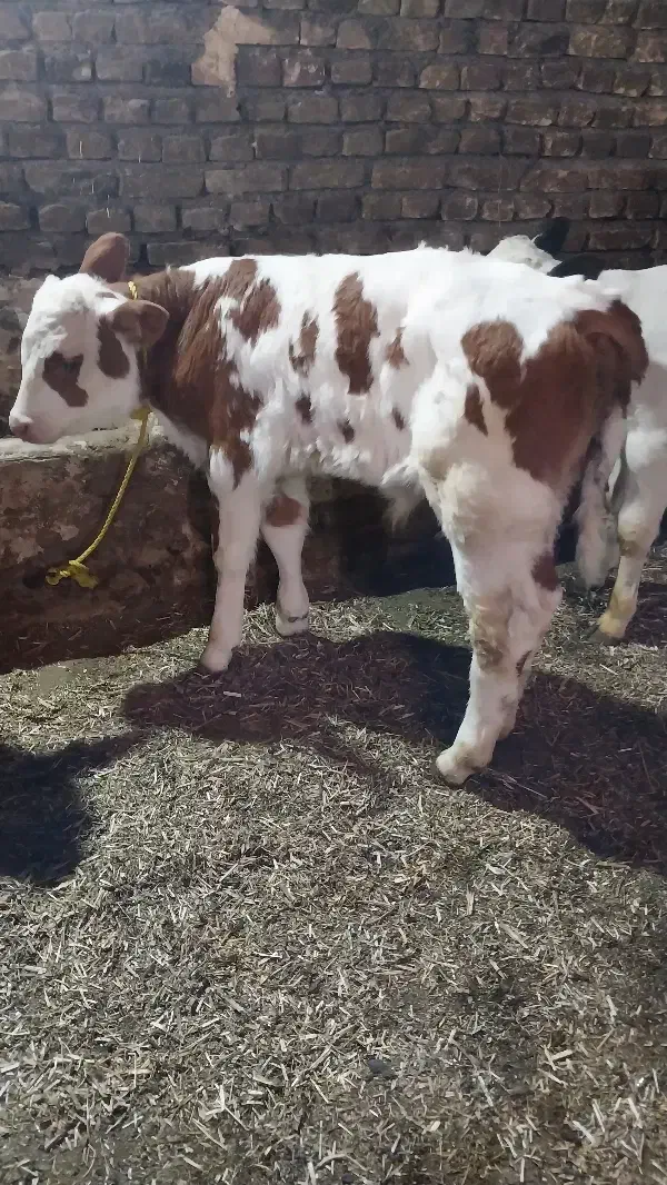 گوساله نر یک ماهه|حیوانات مزرعه|مهربان, |دیوار
