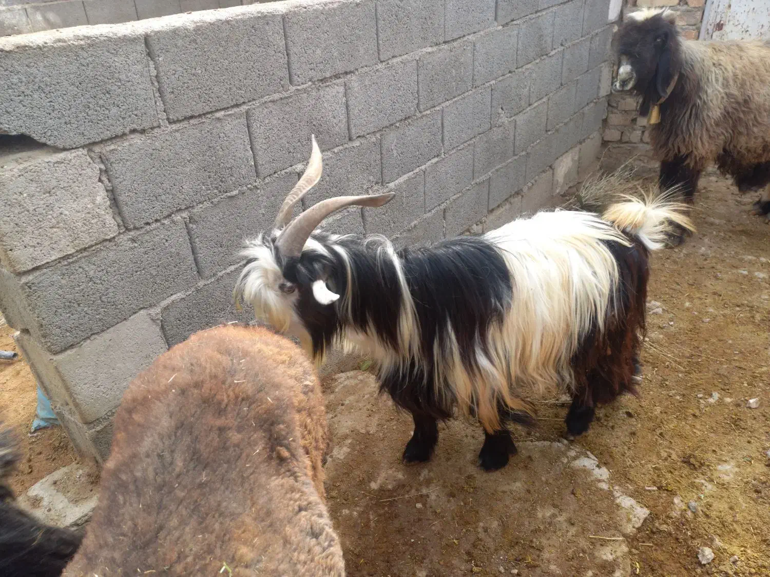 بز میش بره|حیوانات مزرعه|کوهرنگ, |دیوار