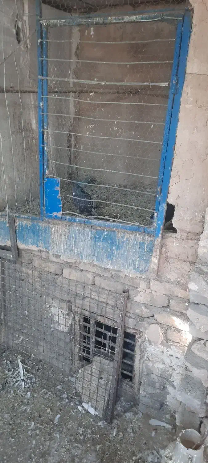 کبوتر|پرنده|شهر ری, فیروزآباد|دیوار