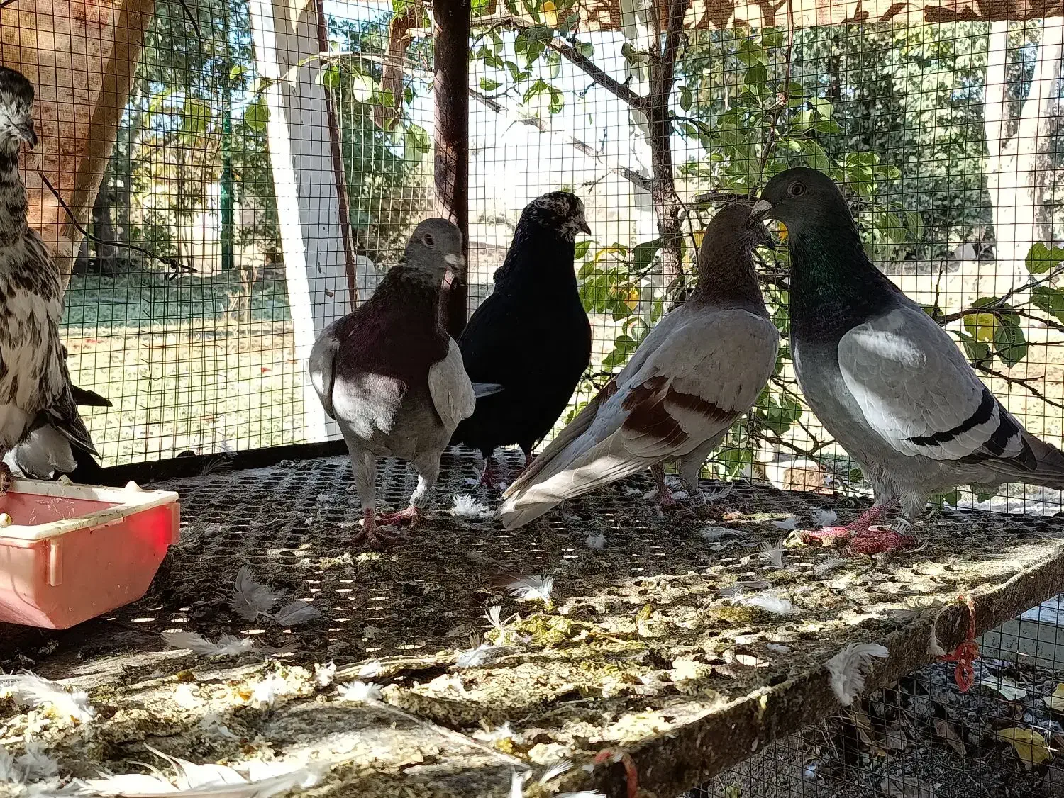 کفتر پلاکی و پر و فیت|پرنده|شهرکرد, |دیوار