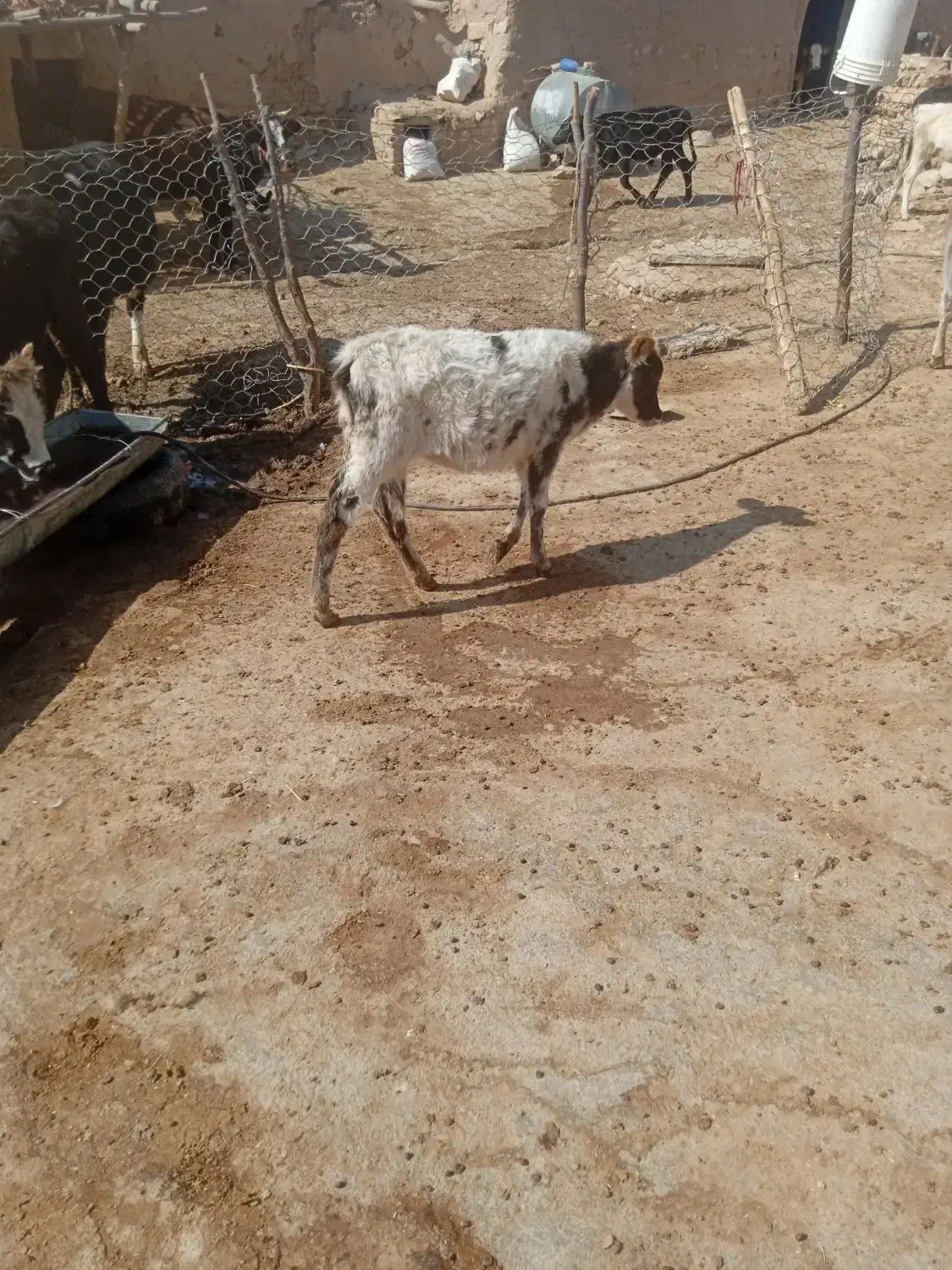 گوساله ماده|حیوانات مزرعه|کوهدشت, |دیوار