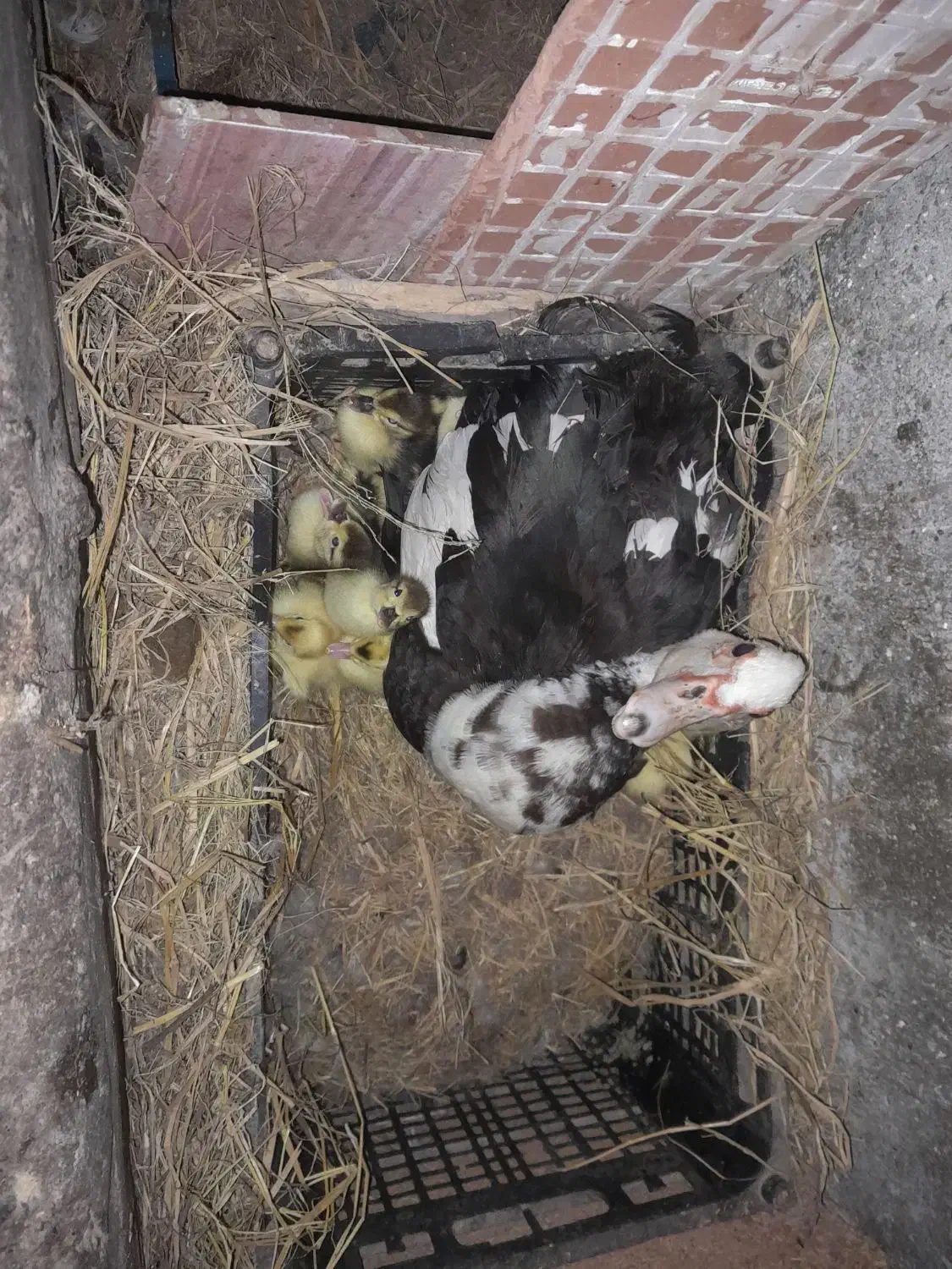 فروش جوجه اردک خارجی|حیوانات مزرعه|شیرگاه, |دیوار