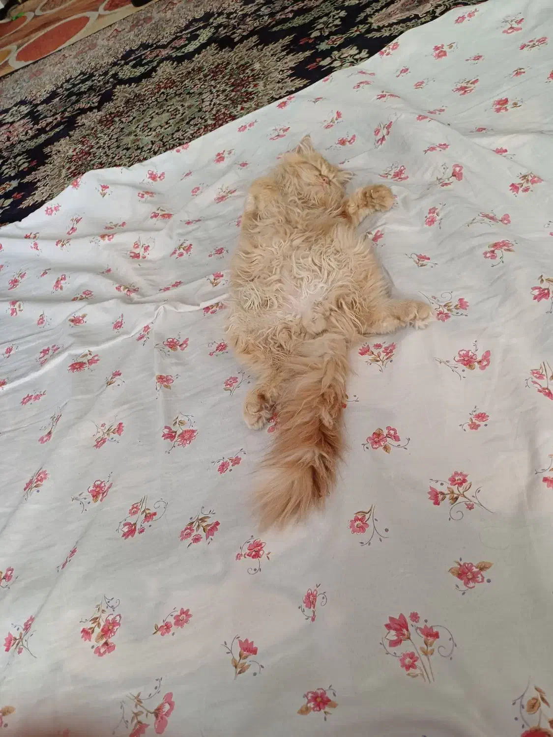 گربه پرشین و اسکاتیش|گربه|گلبهار, شهر جدید گلبهار|دیوار