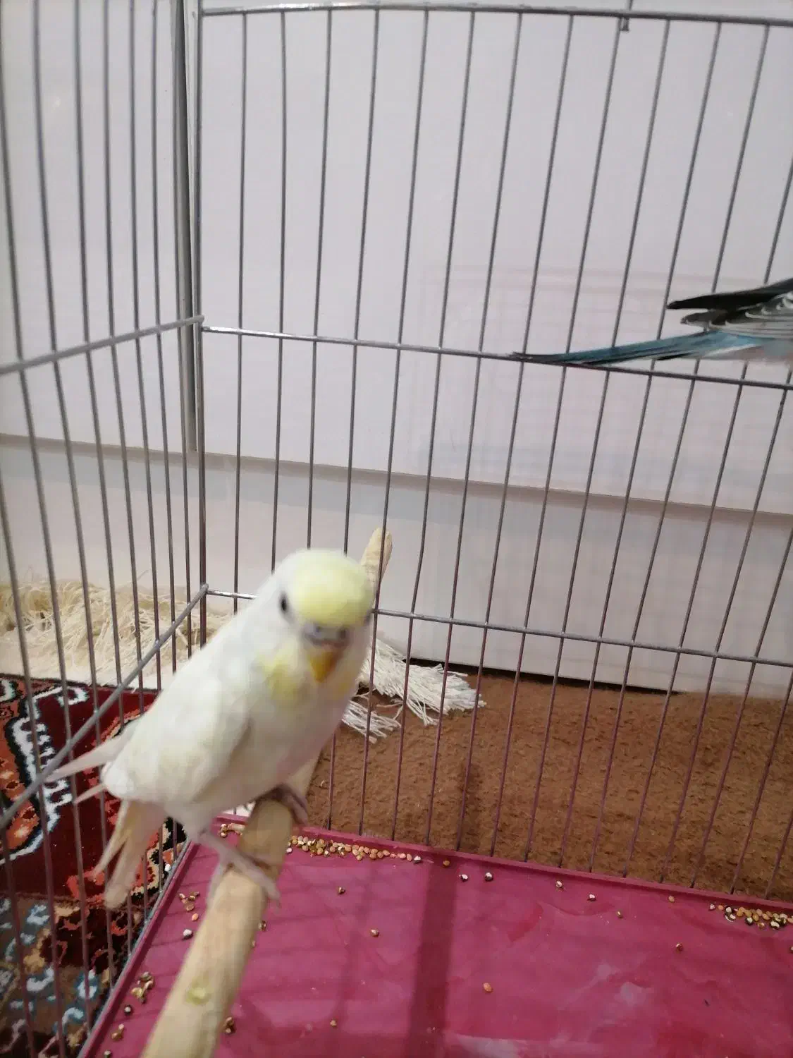 مرغ عشق|پرنده|کلاله, |دیوار