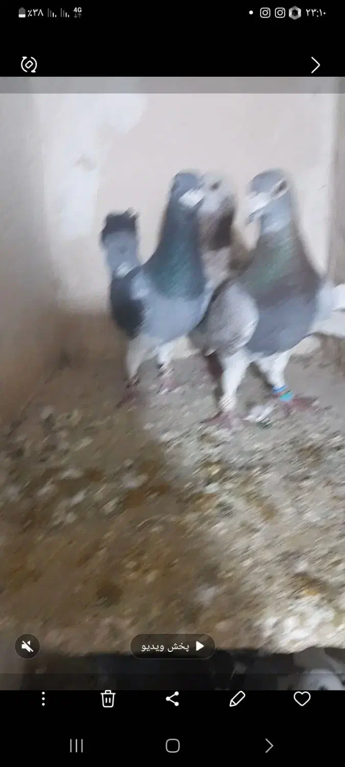 گفتر|پرنده|تربت‌حیدریه, ترمینال|دیوار