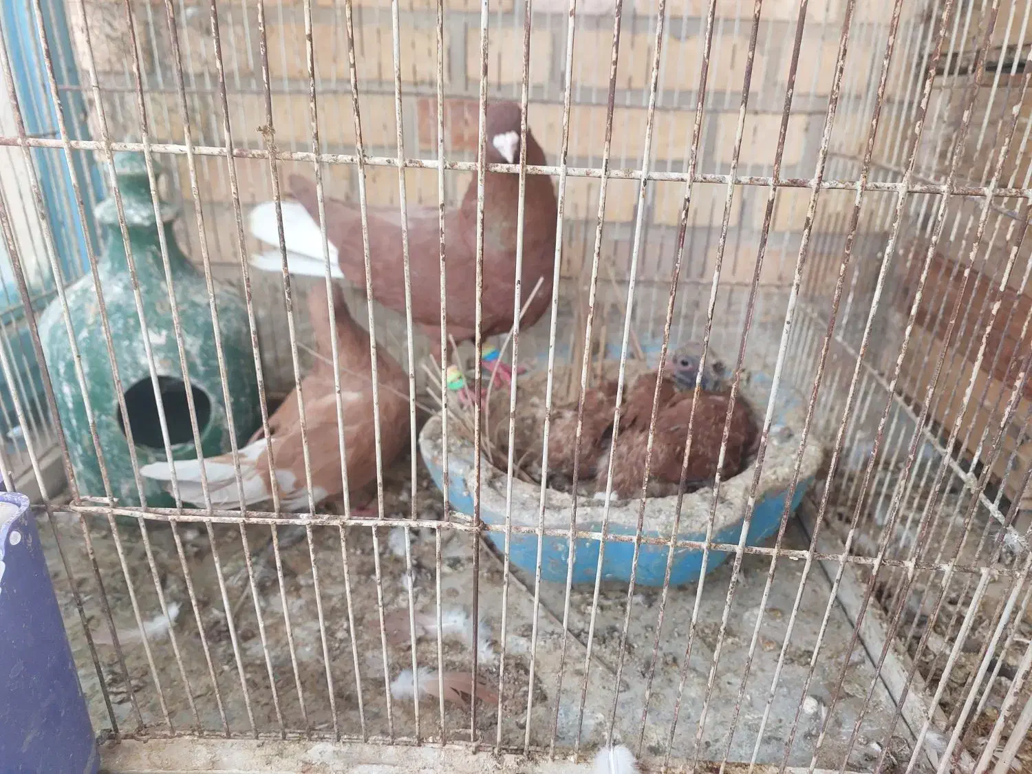 نرو ماده دم سفید|پرنده|بهبهان, |دیوار