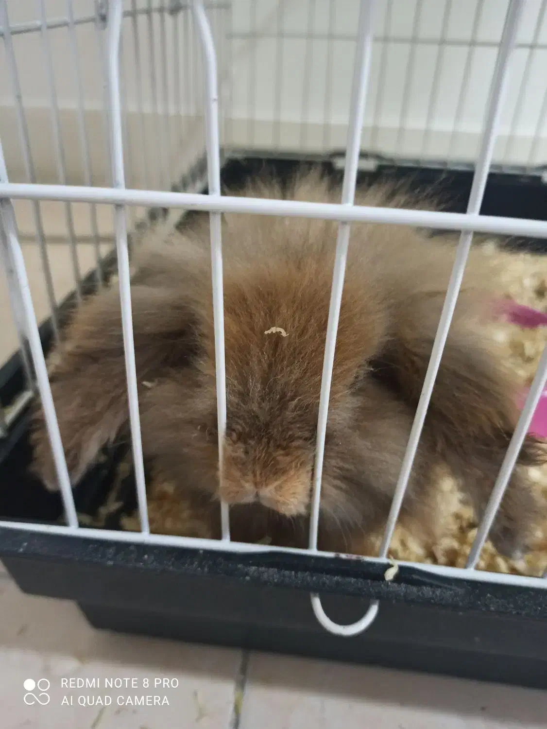 لوپ ماده باردار|موش و خرگوش|فردیس, شهرک وحدت|دیوار