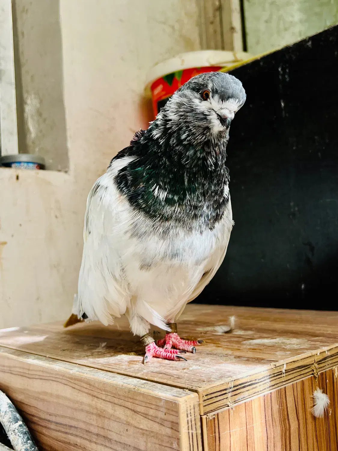 کبوتر نوک قنار|پرنده|بندرعباس, |دیوار