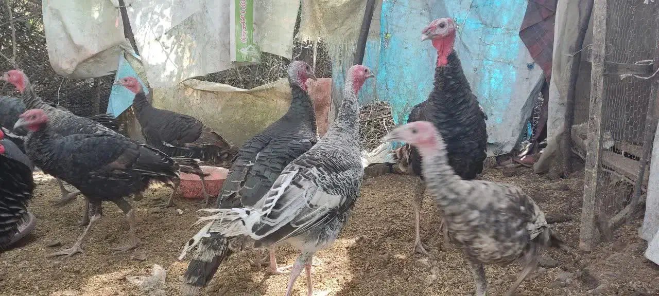 بوقلمون و غاز  بخونید|حیوانات مزرعه|رودسر, |دیوار