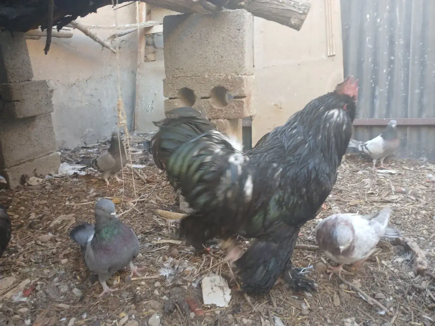 خروس مرندی|حیوانات مزرعه|نجف‌آباد, شیخ آباد|دیوار