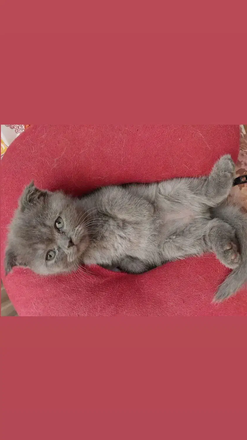 بچه گربه نژاد دار  ۳ ماهه|گربه|کرمان, |دیوار