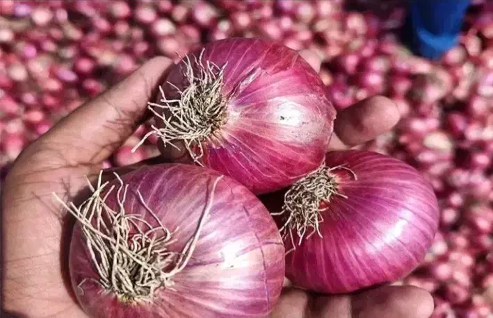 فروش پیاز قرمز درجه ی یک|گل و گیاه طبیعی|دشتابی, |دیوار