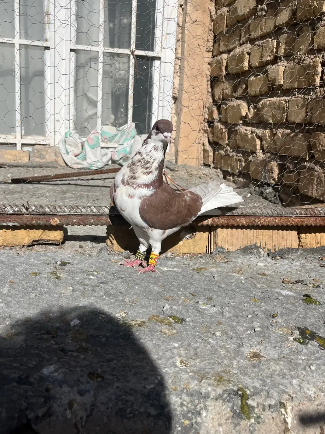 کبوتر|پرنده|مرودشت, ثبت احوال|دیوار