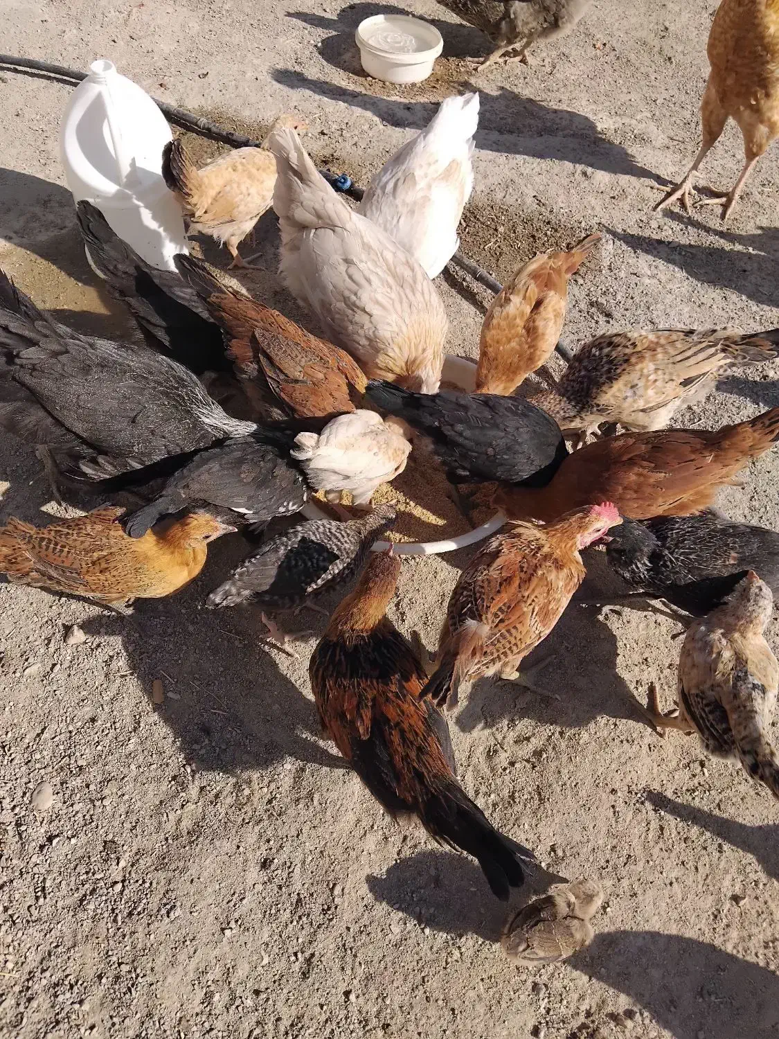 فروش کله جوجه وکله خروس|پرنده|نورآباد ممسنی, |دیوار