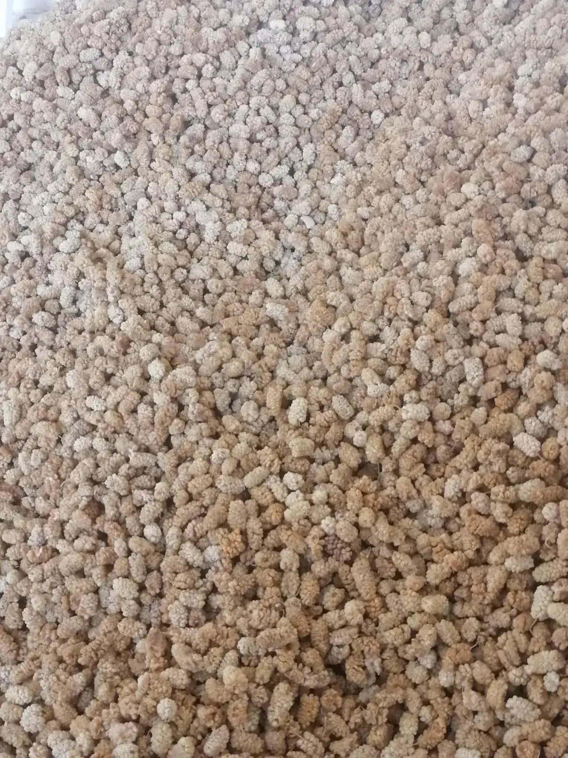 توت خشک تمیز و علا  با پرده جمع وخشک شده|عمده‌فروشی|یزد, |دیوار