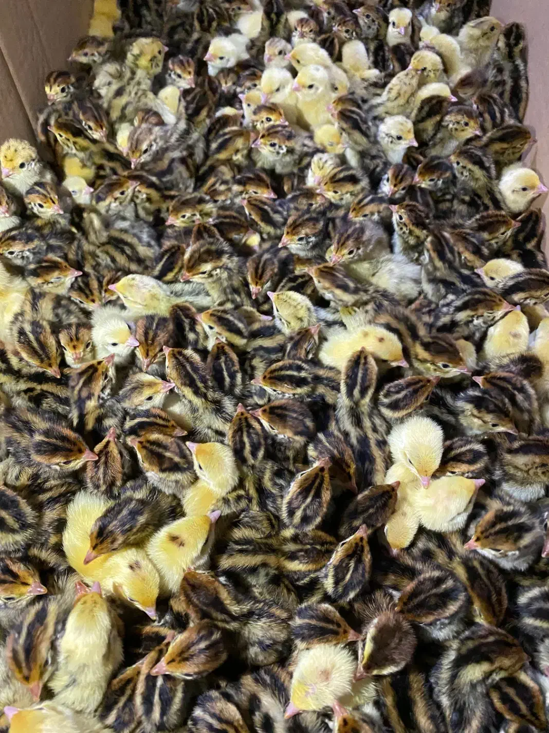 تخم نطفه دار بلدرچین با هچ ۸۵ تا ۹۰ درصد ضمانتی|حیوانات مزرعه|مشهد, ایمان|دیوار